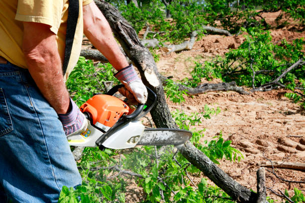 Best Commercial Tree Services  in Emigsville, PA